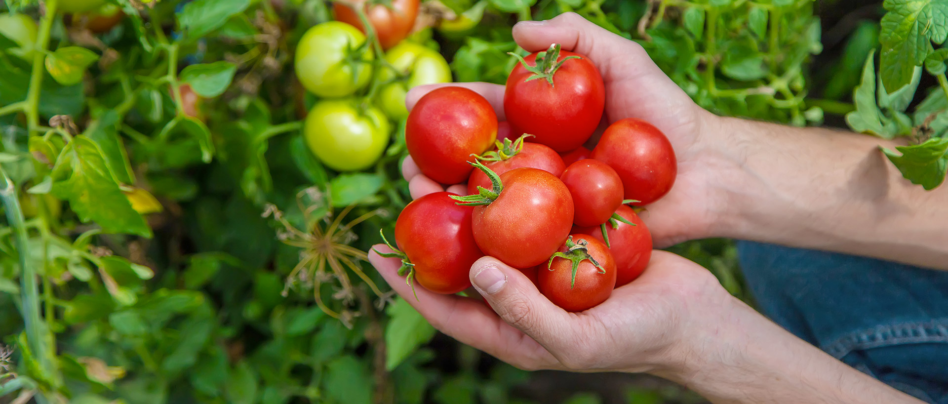 Culture de tomates